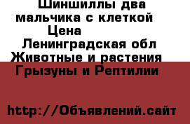 Шиншиллы два мальчика с клеткой. › Цена ­ 10 000 - Ленинградская обл. Животные и растения » Грызуны и Рептилии   